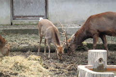 カメラが気になるホンシュウ鹿