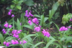 大雨の中の紫蘭