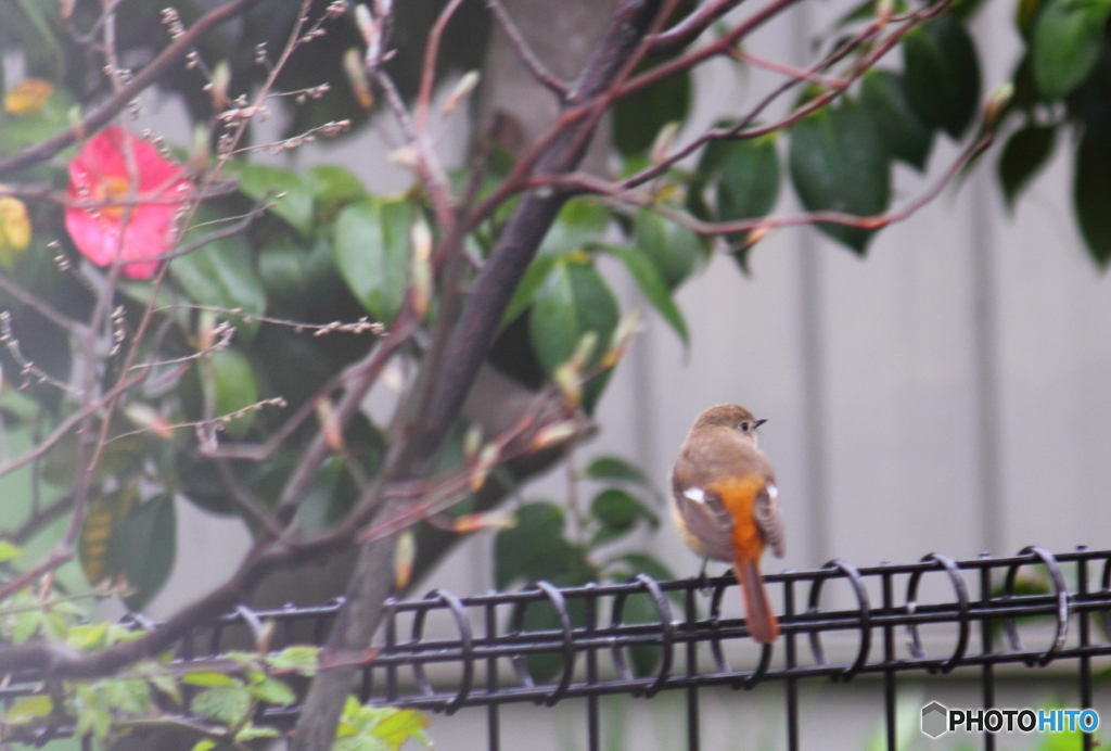 ジョウビタキが遊びに来ました～