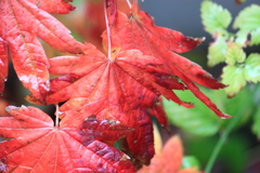 今日は雨・・ハウチワカエデの紅葉が映えて綺麗