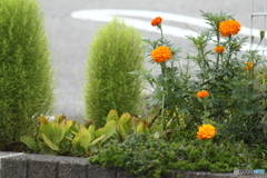 散歩道の花壇