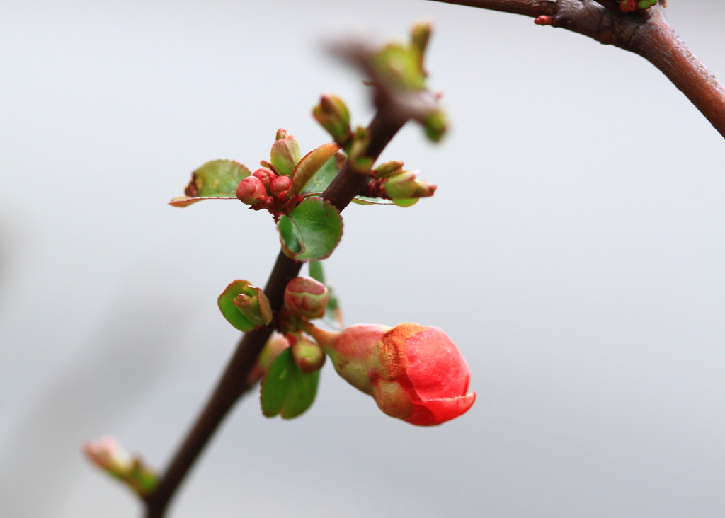 やっと春を感じたの?・・ちっちゃな木瓜の蕾