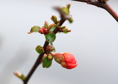 やっと春を感じたの?・・ちっちゃな木瓜の蕾