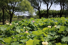 水郷公園模様