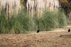 カラスの散歩