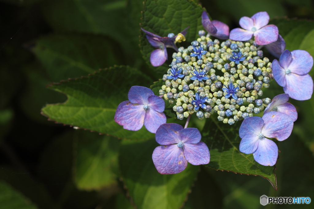 紫陽花・・おしやれな季節