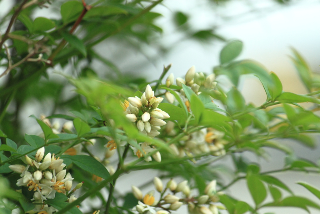 南天の花