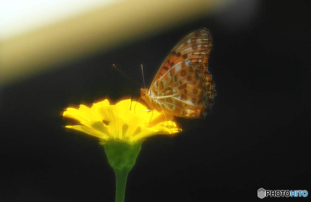 花から花へ・・いそがしい蝶