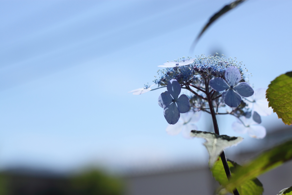 お空は青いし大きいな～♪