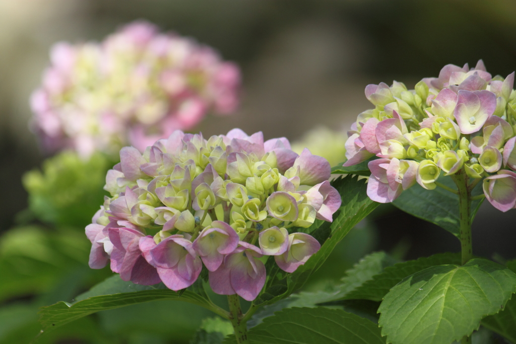 静かに優しく咲く紫陽花