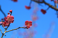 空が青いよ・・貴女も見てごらんと紅梅