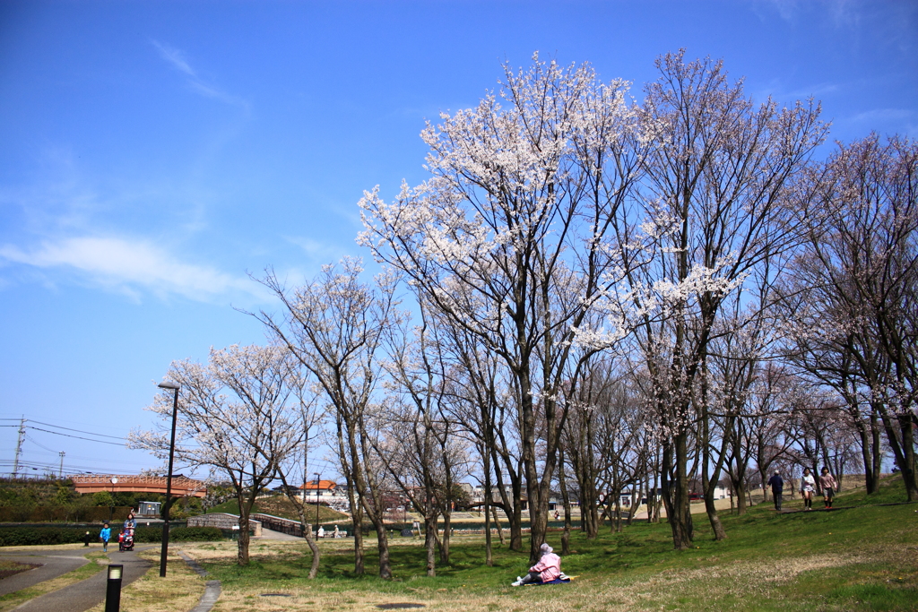 スカッとする青空に思いっきり背伸びする華・・桜