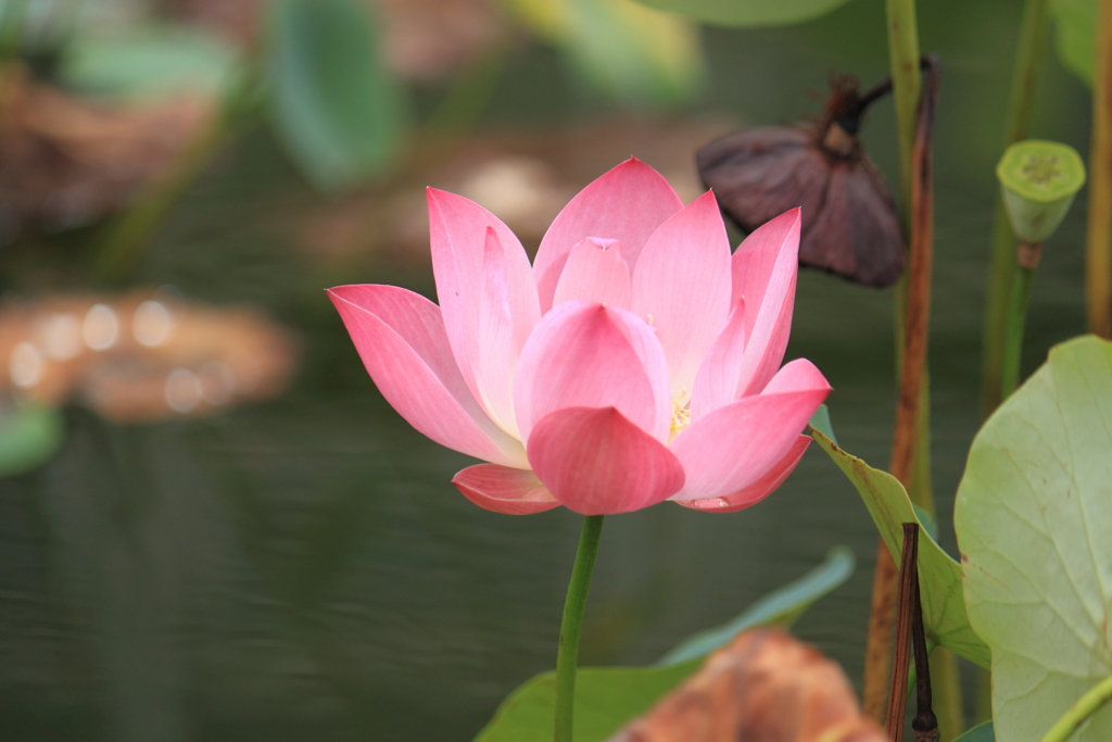 美人蓮・・別名・・水芙蓉とも