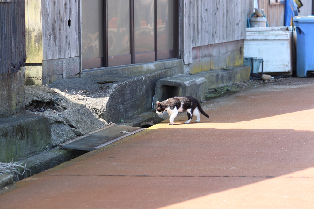 トボ・・トボ・・帰る猫　(..)