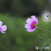 今朝の秋桜