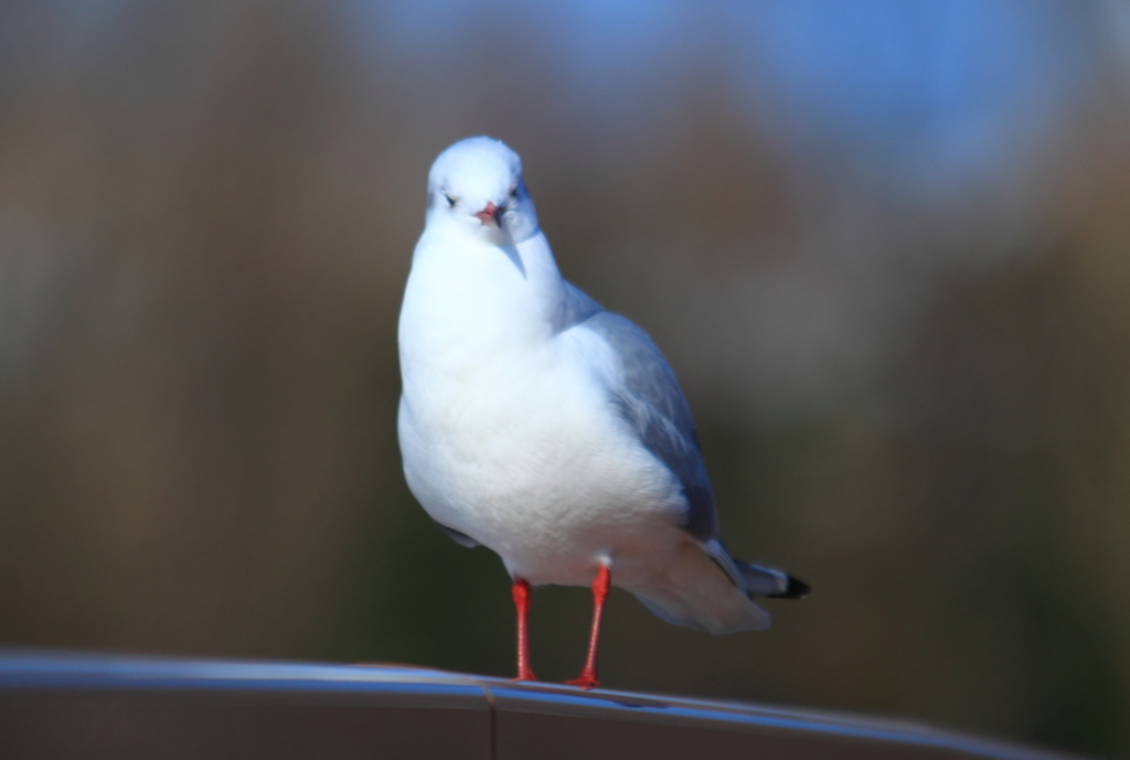 カメラ目線のユリカモメ