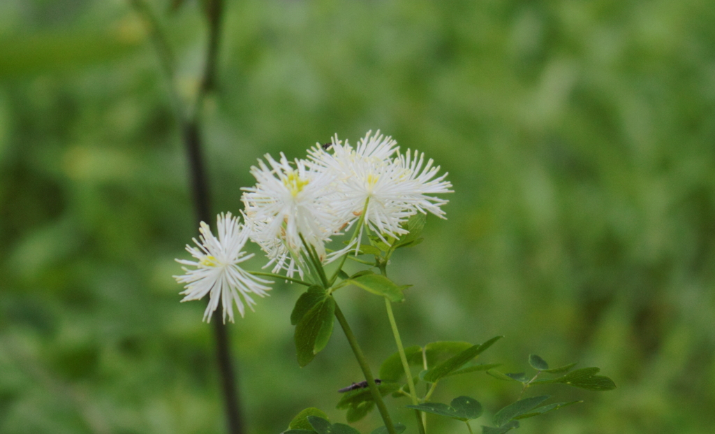 上高地で見た野草