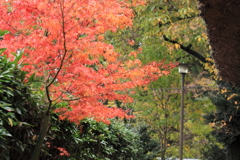 呉羽山　紅葉