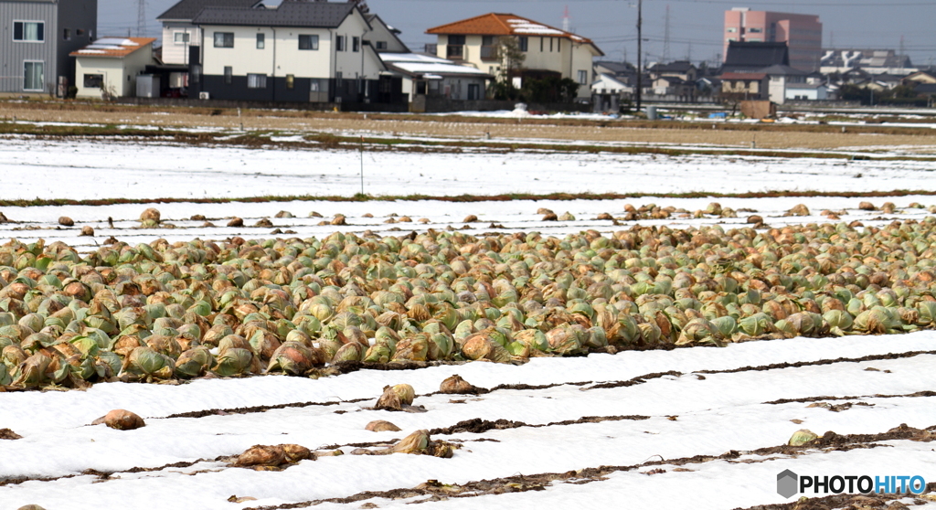 畑に大量のキャベツ・・行方は？