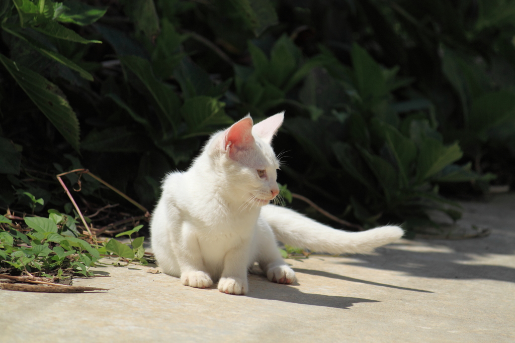 どうやらお母さん似らしい・・白い子猫野良ちゃん
