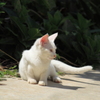 どうやらお母さん似らしい・・白い子猫野良ちゃん