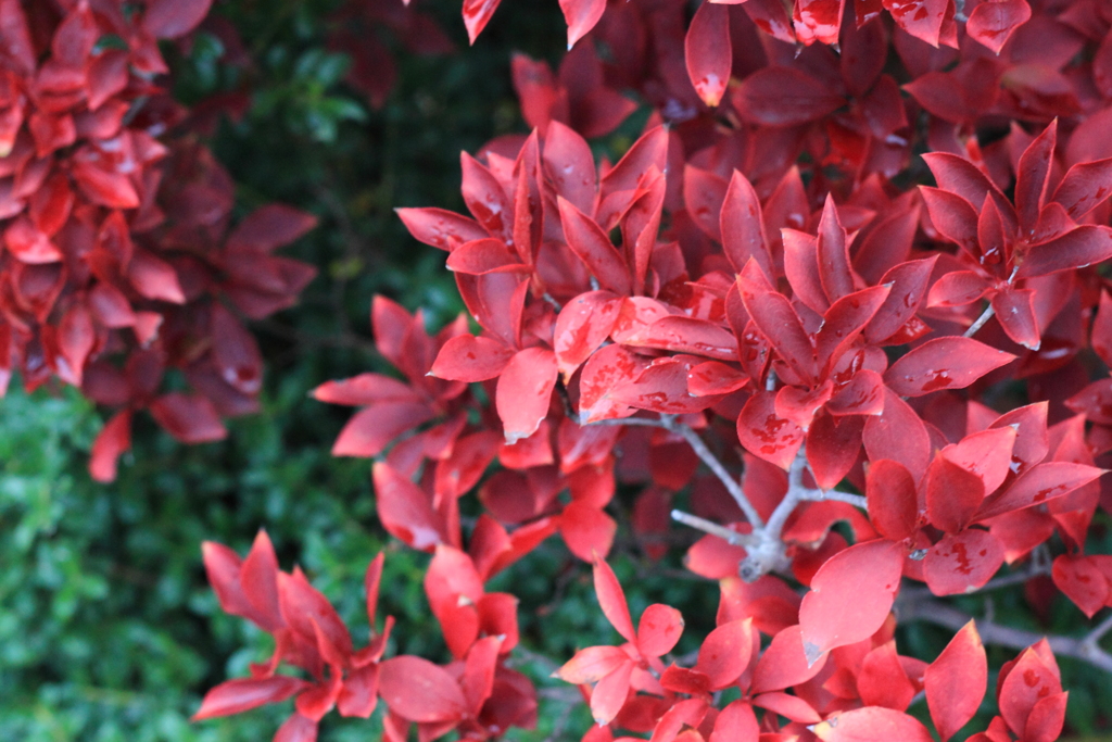 ドウダンツツジ紅葉真っ盛り