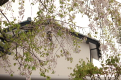 花散歩　２