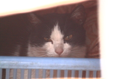 今日は母ネコらしき顔が見てた"(-""-)"