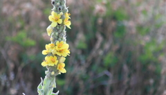 安らぎの草花・・ビロ―ドモウズイカ