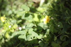 ヘビイチゴの花