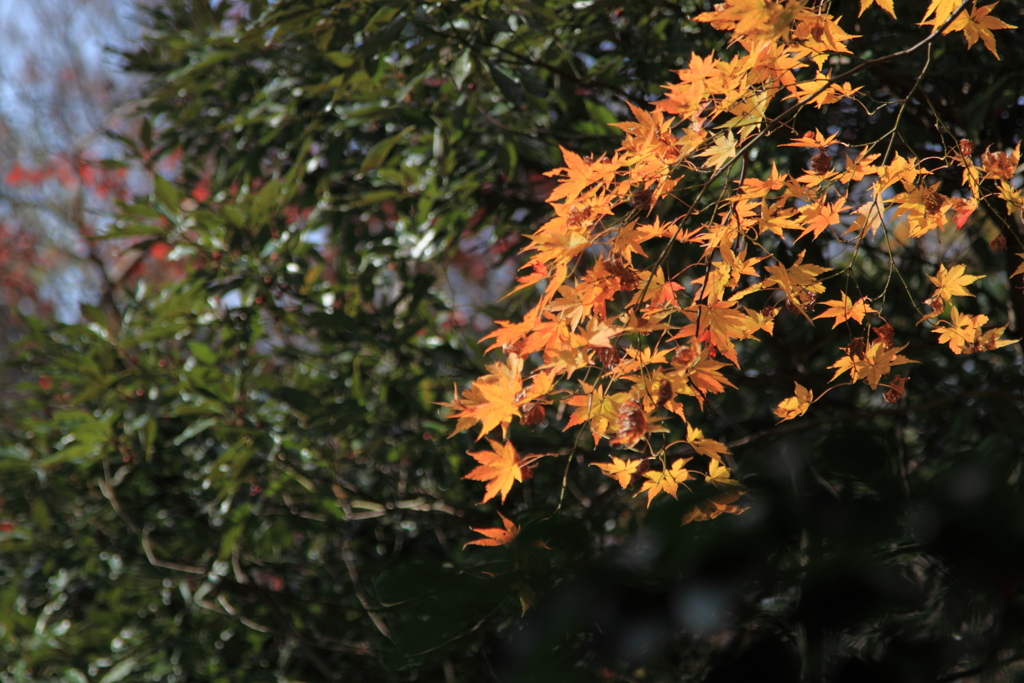 際立つ紅葉