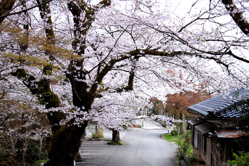 風情ある山・・桜道