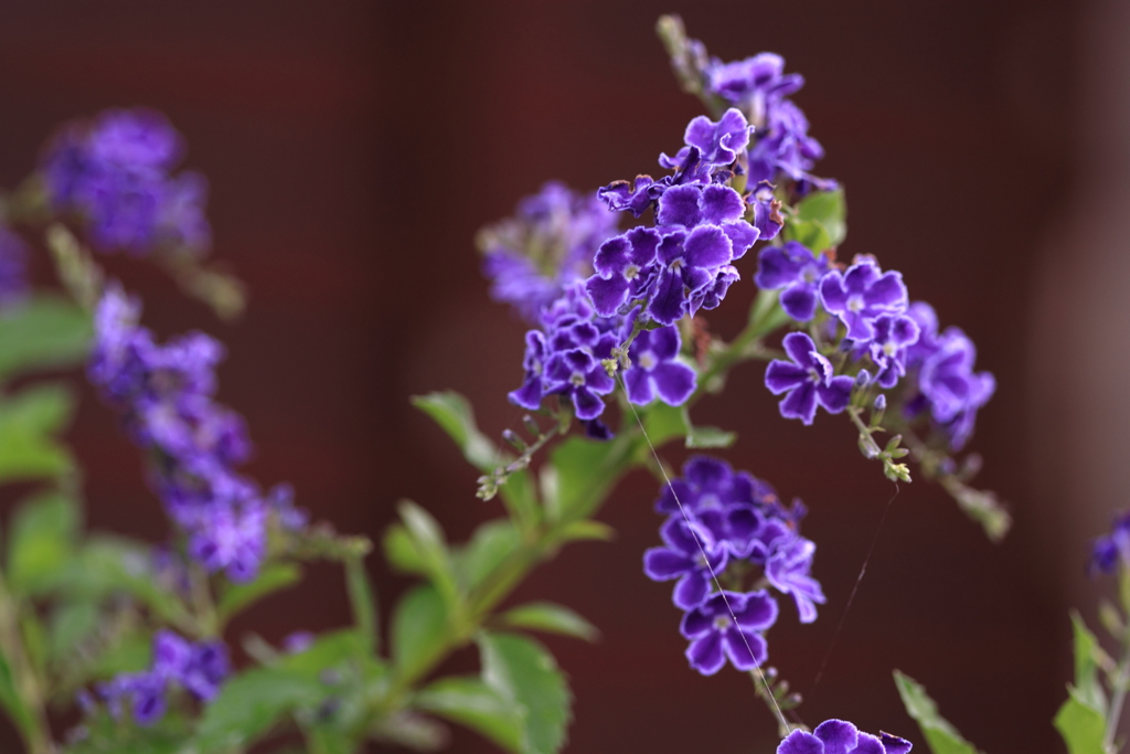 長崎デュランタ