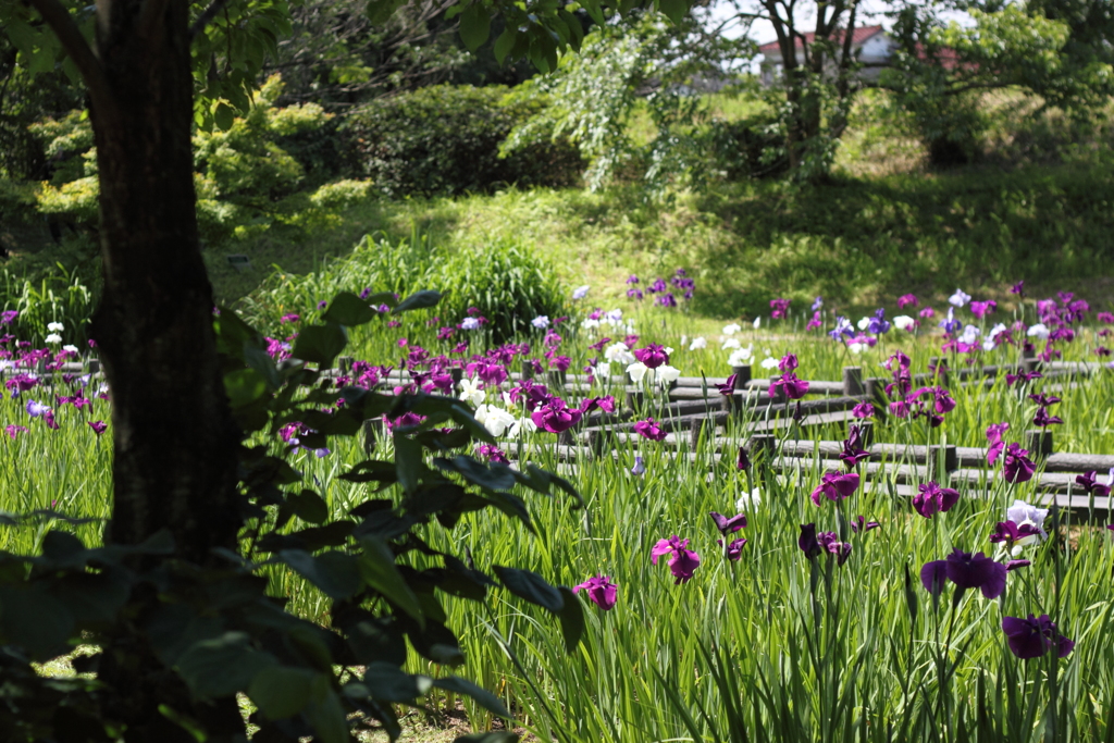花菖蒲園　