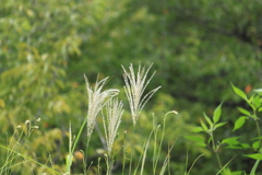 なんだ・・かんだ言ってる間に秋模様