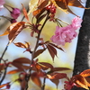 八重咲桜