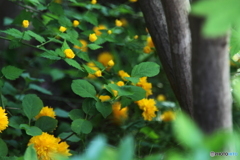 今年は賑やかな八重ヤマブキ