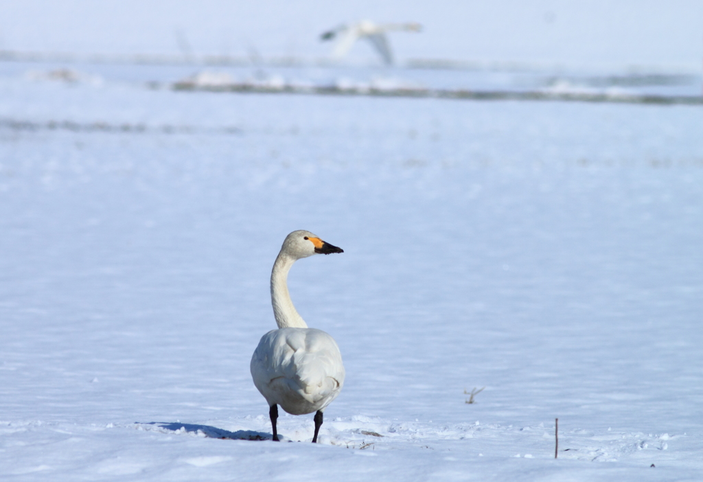 穏やかな表情が愛らしい・・コハクチョウ