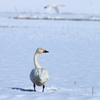穏やかな表情が愛らしい・・コハクチョウ
