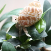 ガジュマルの木大好き
