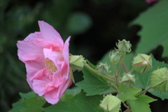 未だ酔いが覚めてないような酔芙蓉