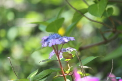 甘茶