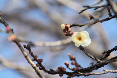 ゆっくりと訪れてくる春を感じさせてくれる梅の花