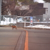 脱走芝犬に遭遇　２