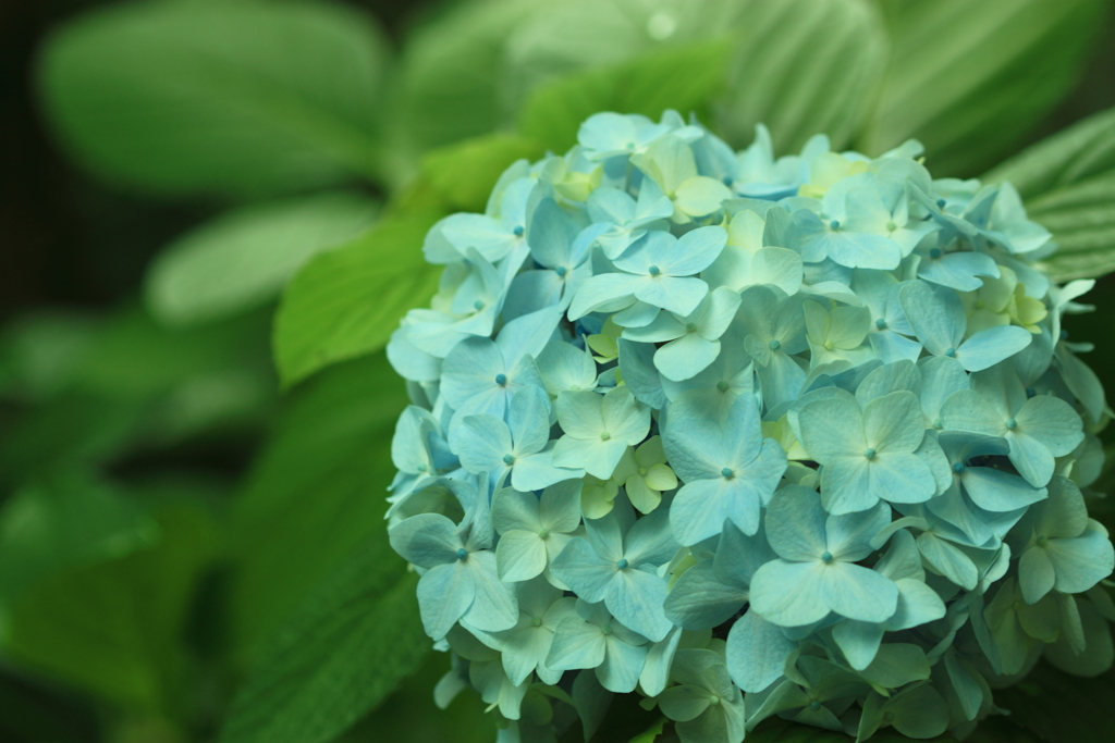森林公園の陰に一輪の紫陽花