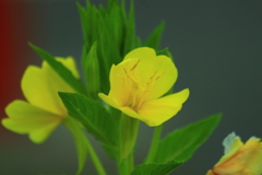 宵待ち草のやるせなさ～♪