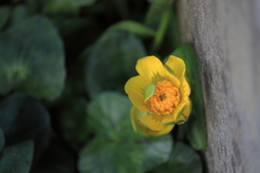 道端の花