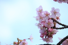 やよいの空に映える河津桜