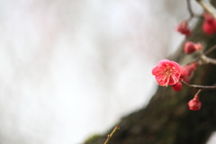 紅梅