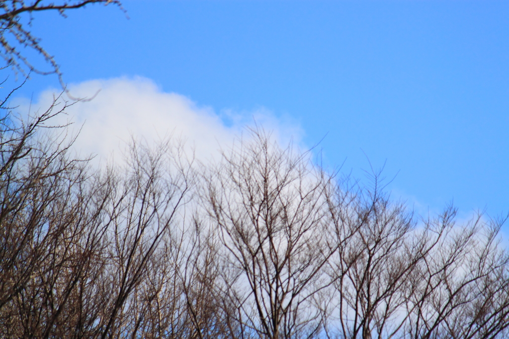 眩しい冬の青空２